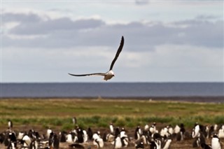 Falklandsøerne