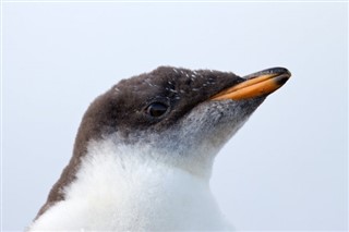 Falklandsøyene