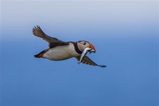 フェロー諸島島