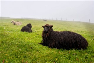 Faroe