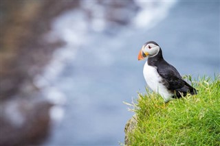 Faroe