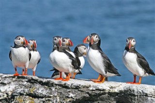 Faroe