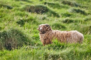 Faroe