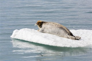 Greenland