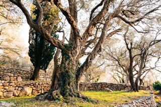 Γρενάδα