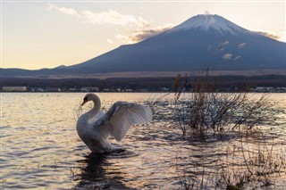 Japonia