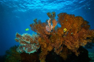 约翰斯顿环礁