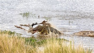 কেনিয়া