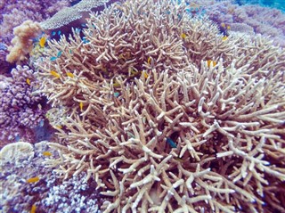 金曼礁