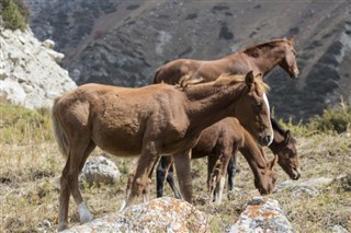 Kyrgyzstán