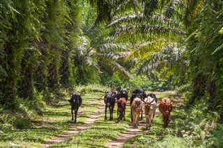 ম্যাডাগ্যাস্কার