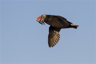 মার্শাল