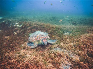 マルティニーク島