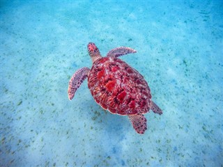 マルティニーク島