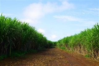 毛里求斯