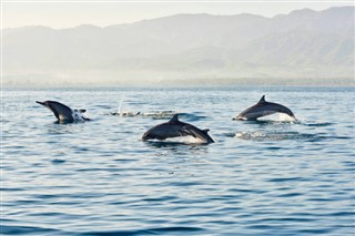 Mauritius