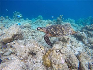 マヨット島