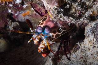 Mayotte