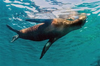 Midway Island aikavyöhykkeitä