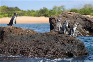 ミッドウェー島