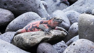 ミッドウェー島