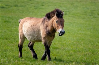 Mongolia