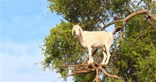 Marruecos