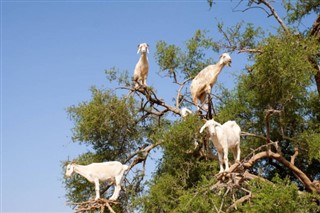 المغرب