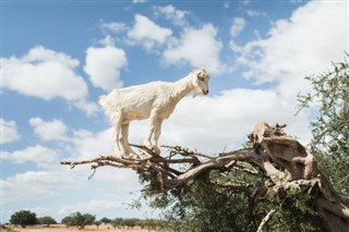 المغرب