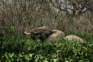 Moçambique