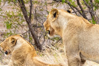 Moçambique