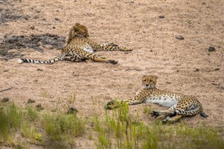 Moçambique