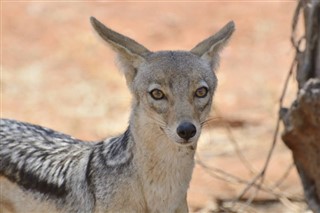 Namibia