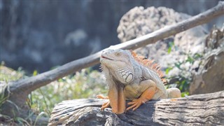 オランダ領アンティル