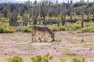 جزر