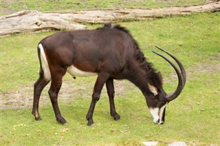 Nigēra