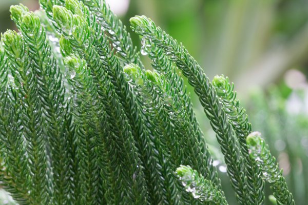 নরফোক