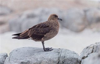 西沙諸島