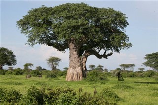 রুয়ান্ডা