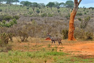 Senegal