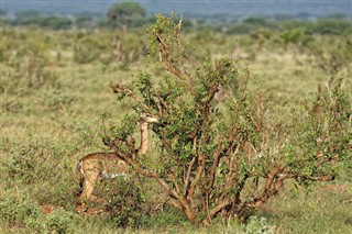 Senegal