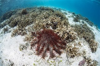 ソロモン諸島