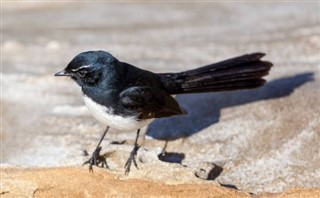 ソロモン諸島