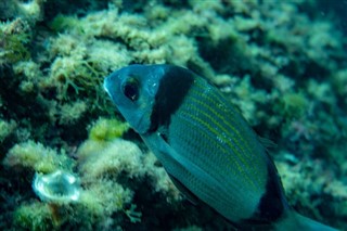 ソロモン諸島