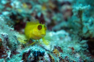 ソロモン諸島