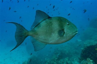 ソロモン諸島