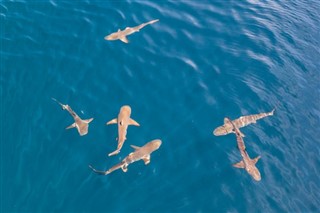 ソロモン諸島