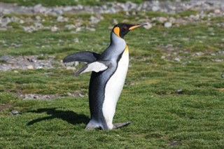 サウスジョージアザ・サウスサンドウィッチ諸島