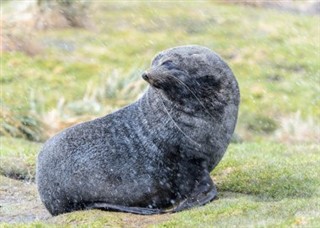 サウスジョージアザ・サウスサンドウィッチ諸島