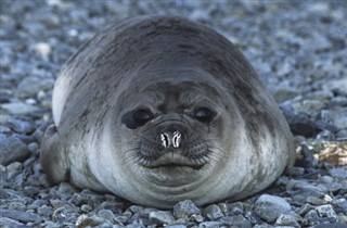 サウスジョージアザ・サウスサンドウィッチ諸島